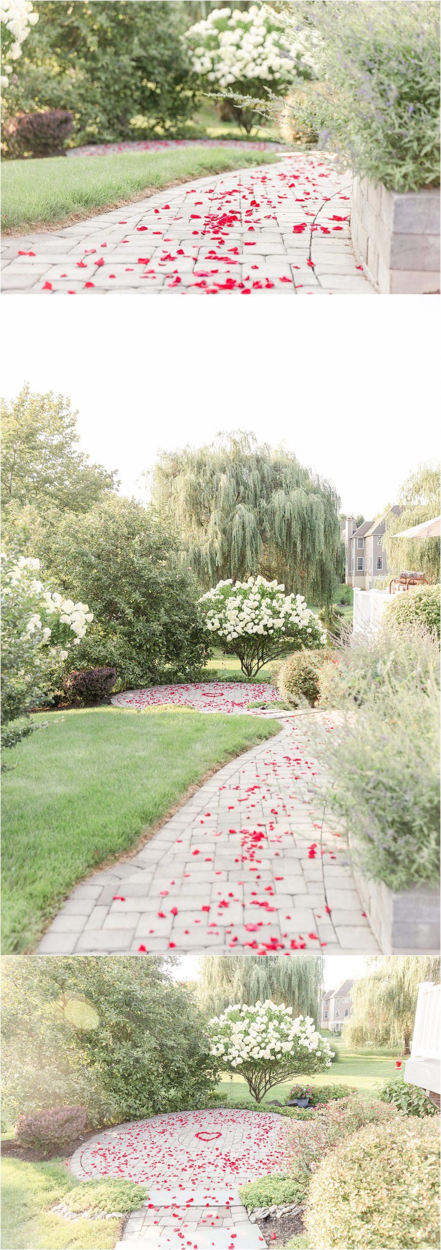 Backyard Engagement in Malvern Pa with rose petals leading to the proposal spot