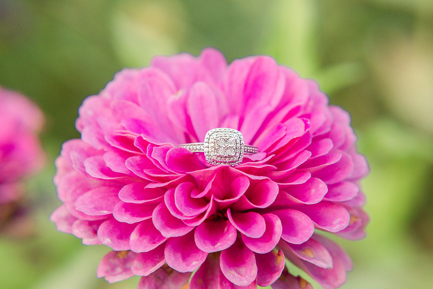 engagement ring set in pink flower