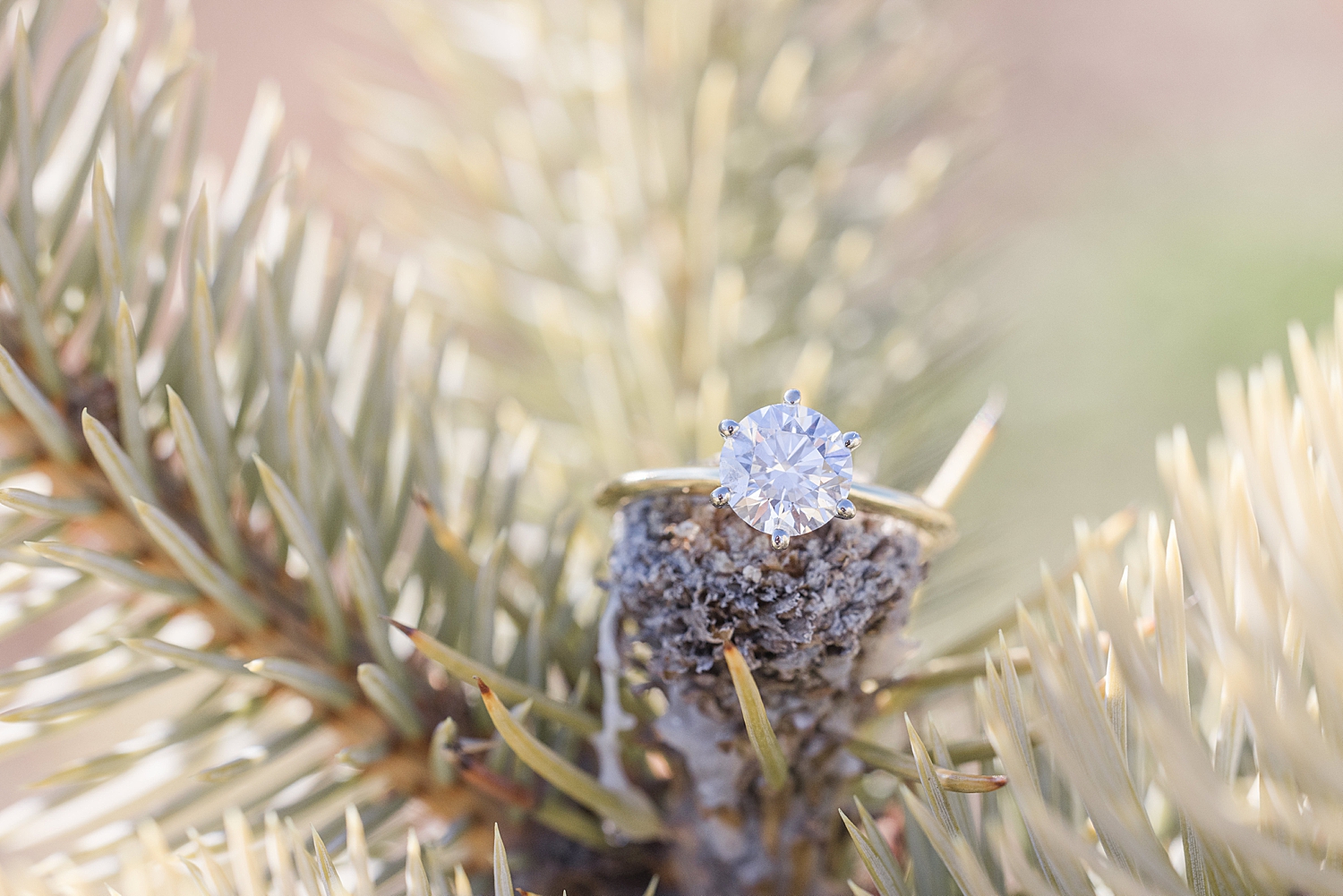 diamond engagement ring on pinecone