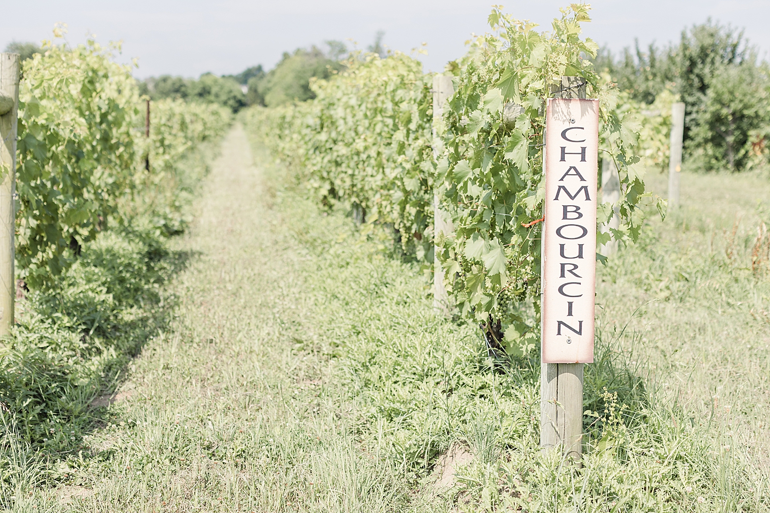 New Jersey Engagement at William Heritage Winery in Mullica Hill